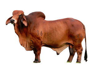 En el mundo de la ganadería, la raza brahman rojo ha ganado gran reconocimiento debido a sus características excepcionales y su adaptabilidad en diversas condiciones. En Ganadería San Rafael, contamos con una de las mejores selecciones de esta raza, que nos permite ofrecer productos de la más alta calidad a nuestros clientes. Si estás buscando una de las razas bovinas más valoradas en el mundo debido a su adaptabilidad, resistencia y aporte en la mejora genética de los hatos ganaderos, el brahman rojo es una opción inigualable, y en nuestra ganadería lo criamos bajo los más altos estándares de calidad. ¿Qué es el Brahman Rojo? El Brahman rojo es una raza de ganado que se caracteriza por su resistencia al calor y a las enfermedades tropicales, lo que lo convierte en una excelente opción para climas cálidos. Esta raza es conocida por su temperamento dócil y su habilidad para adaptarse a diferentes tipos de alimentación y manejo. A diferencia de otras razas, el Brahman rojo tiene una piel gruesa y un pelaje de tonalidad rojiza que lo distingue. Su habilidad para resistir enfermedades tropicales como la fiebre aftosa, junto con su eficiencia en la producción de carne, lo convierte en uno de los favoritos en la ganadería nacional e internacional. Beneficios de elegir Ganadería San Rafael En Ganadería San Rafael, nos enorgullece ofrecer ganado de la mejor calidad, especialmente el Brahman rojo, que es criado bajo estrictos estándares de calidad. Nuestro enfoque en la mejora genética y el bienestar animal nos permite garantizar que cada animal que criamos tiene una vida sana y saludable El Brahman rojo y su papel en el mejoramiento genético Gracias a su resistencia al calor, fertilidad y longevidad, se convierte en una excelente opción para fortalecer las características de los hatos ganaderos. En Ganadería San Rafael, no destinamos nuestros ejemplares para consumo, sino para potenciar la genética de otras explotaciones, permitiendo a los ganaderos mejorar la calidad de sus rebaños en menos tiempo y sin comprometer ejemplares premium. Bienestar animal: En Ganadería San Rafael, sabemos que el bienestar de nuestros animales es fundamental para garantizar un producto de calidad. Por ello, seguimos prácticas éticas y responsables en el manejo de nuestros animales, asegurándonos de que vivan en un ambiente adecuado para su desarrollo. Adaptabilidad: La raza Brahman rojo se caracteriza por su gran adaptabilidad a diferentes tipos de terrenos y climas, lo cual es una ventaja cuando se trata de su manejo en nuestra ganadería. Esto nos permite ofrecer productos consistentes a lo largo del tiempo. técnicas avanzadas para garantizar la eficiencia reproductiva En nuestra ganadería, implementamos técnicas innovadoras de reproducción, respaldadas por profesionales veterinarios especializados, para asegurar que la genética de nuestros toros y vacas de Brahman rojo sea aprovechada de la mejor manera Brahman Rojo en el Mercado Internacional La carne de Brahman rojo es cada vez más apreciada en los mercados internacionales debido a su calidad superior. Gracias a su resistencia y adaptación, los ganaderos de Brasil, Estados Unidos y varios países de América Latina han adoptado la raza como una de las mejores para la producción de carne. Ganadería San Rafael, consciente de esta demanda, asegura que su ganado Brahman rojo cumple con los más altos estándares de calidad, lo que nos permite exportar nuestros productos a diferentes mercados. ¿Por qué elegir Ganadería San Rafael? Si estás buscando carne de alta calidad y un proveedor de confianza, Ganadería San Rafael es tu mejor opción. Además de nuestra dedicación a la cría del Brahman rojo, trabajamos continuamente para mejorar nuestros procesos productivos y garantizar que cada cliente reciba productos de la mejor calidad. A través de prácticas sostenibles, innovación en genética y un compromiso con el bienestar animal, nos hemos posicionado como un referente en el sector ganadero. En Ganadería San Rafael, ofrecemos mucho más que ejemplares de Brahman rojo en todas sus etapas productivas; brindamos asesoría y acompañamiento para aquellos ganaderos que desean iniciar o fortalecer un proyecto de mejoramiento genético. Nuestro compromiso es garantizar que nuestros clientes logren resultados óptimos en el menor tiempo posible, sin comprometer la calidad de sus hatos. Por eso, para asegurar que la genética de nuestros toros y vacas de Brahman rojo sea aprovechada de la mejor manera, usamos: Monta natural en potrero: Los toros de Brahman rojo son empleados en la monta natural para preñar vacas comunes, contribuyendo así a la mejora genética progresiva de los hatos ganaderos. Fertilización in vitro (FIV): A través de la extracción de ovocitos de nuestras vacas, optimizamos la eficiencia reproductiva mediante la fecundación en laboratorio, permitiendo la obtención de más crías en menor tiempo sin arriesgar a los ejemplares premium. Transferencia de embriones: Esta técnica permite que vacas receptoras lleven a término embriones de alto valor genético, acelerando el proceso de mejoramiento en los hatos ganaderos. El Brahman rojo es una raza ganadera excepcional que, gracias a sus cualidades únicas, se ha convertido en la favorita de muchos ganaderos alrededor del mundo En Ganadería San Rafael, nos enorgullece ser parte de este éxito, ofreciendo genética de Brahman rojo de la más alta calidad. Con nosotros, no solo adquieres un producto superior, sino que también apoyas una ganadería comprometida con el bienestar animal, la sostenibilidad y la innovación. Así mismo, no solo se ofrecemos productos (hembras y machos bovinos en todas sus estados productivas), sino también servicios como asesoría, y acompañamiento cuando inician un proyecto de mejoramiento genético con la ganadería. Elige Ganadería San Rafael y experimenta todos los beneficios de contar con los mejores estándares de calidad. Estamos aquí para ofrecerte lo mejor, siempre con un enfoque ético y responsable que asegura tu satisfacción.